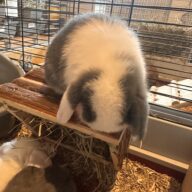 Minilop Blu Split Extreme