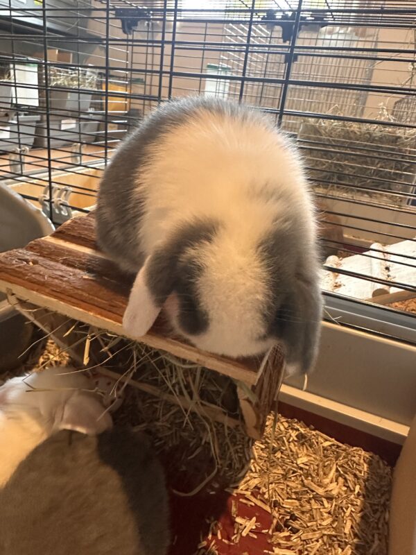 Minilop Blu Split Extreme