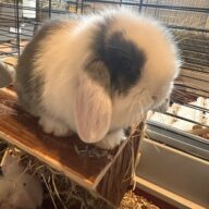 Minilop Blu Split Extreme