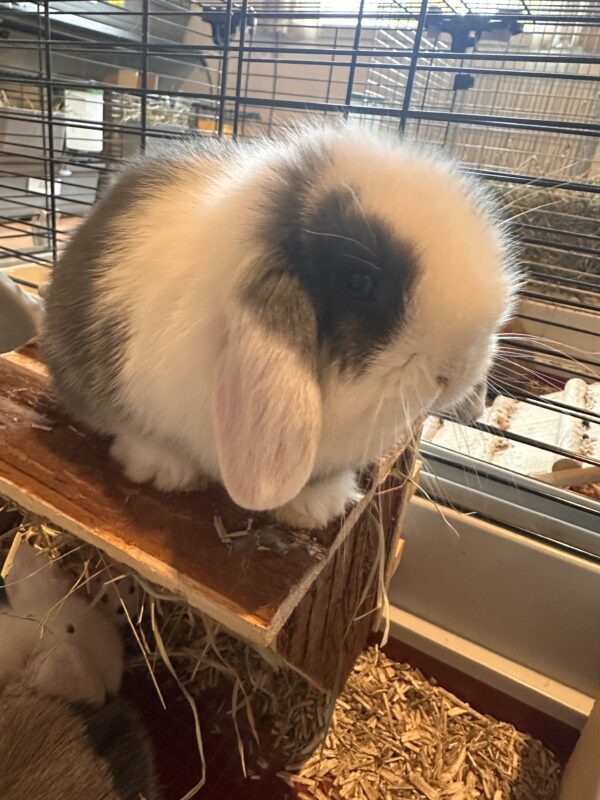 Minilop Blu Split Extreme