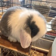 Minilop Blu Split Extreme