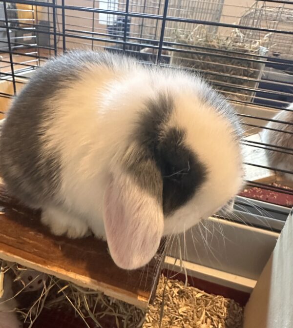 Minilop Blu Split Extreme