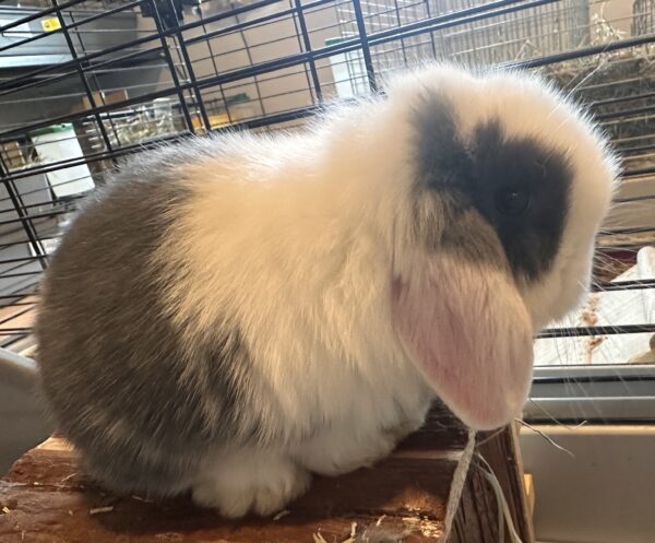 Minilop Blu Split Extreme