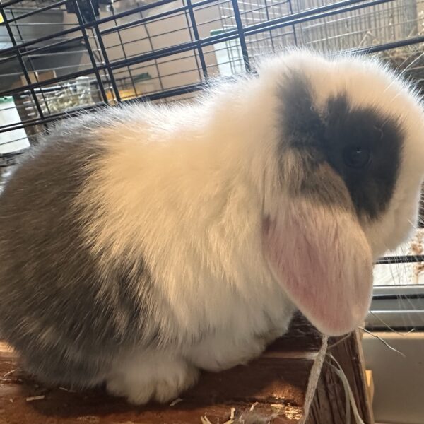 Minilop Blu Split Extreme