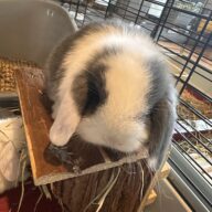 Minilop Blu Split Extreme