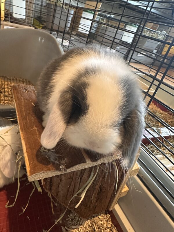 Minilop Blu Split Extreme