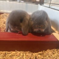 Minilop Blu Otter ( solo 2 rimasti)