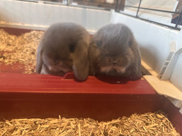 Minilop Blu Otter ( solo 2 rimasti)