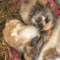 Mini Ariete Toy ( 2 arlecchino)