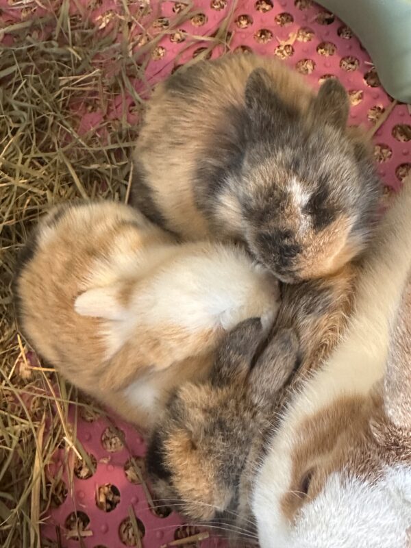 Mini Ariete Toy ( 2 arlecchino)