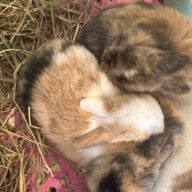 Mini Ariete Toy ( 2 arlecchino)