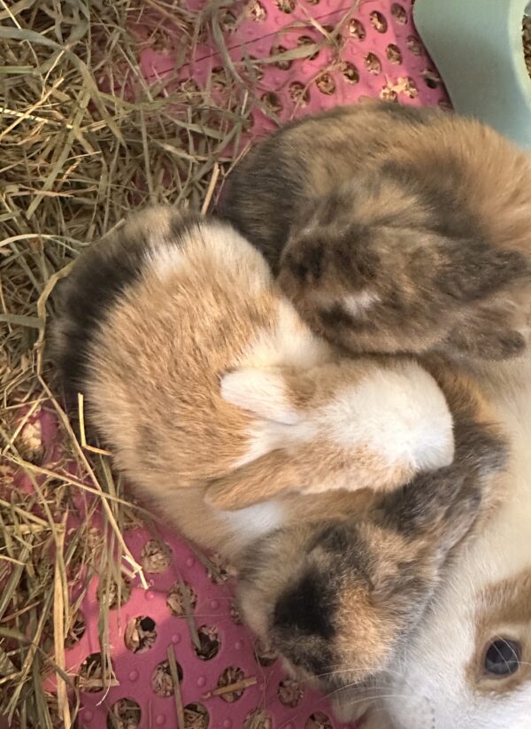 Mini Ariete Toy ( 2 arlecchino)