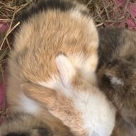 Mini Ariete Toy ( 2 arlecchino)