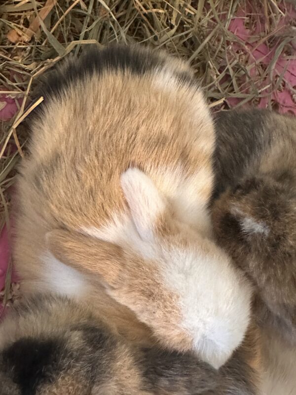 Mini Ariete Toy ( 2 arlecchino)