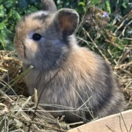 Mini Ariete Toy ( 2 arlecchino)