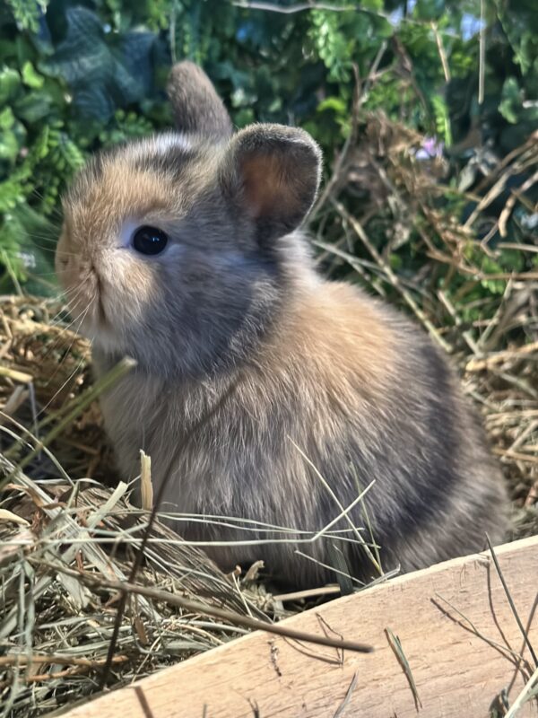 Mini Ariete Toy ( 2 arlecchino)