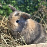 Mini Ariete Toy ( 2 arlecchino)