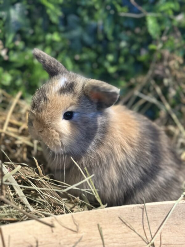 Mini Ariete Toy ( 2 arlecchino)