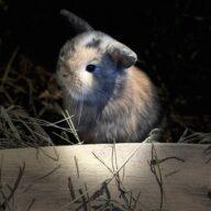 Mini Ariete Toy ( 2 arlecchino)