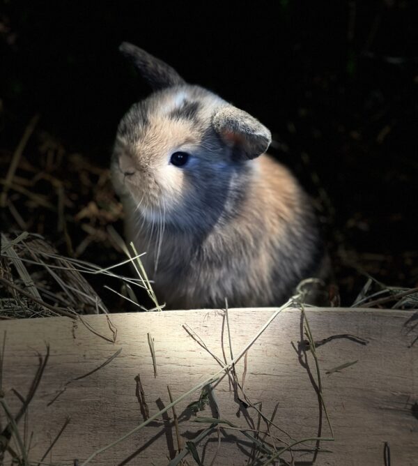 Mini Ariete Toy ( 2 arlecchino)