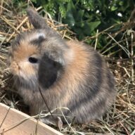 Mini Ariete Toy ( 2 arlecchino)