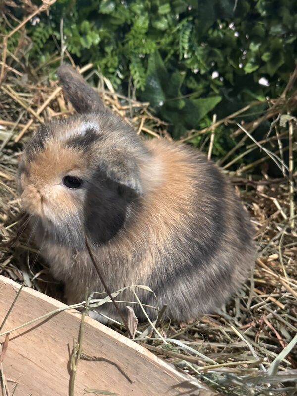 Mini Ariete Toy ( 2 arlecchino)