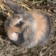 Mini Ariete Toy ( 2 arlecchino)