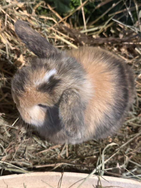 Mini Ariete Toy ( 2 arlecchino)