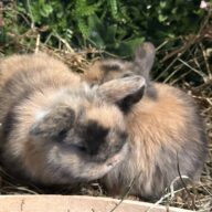 Mini Ariete Toy ( 2 arlecchino)