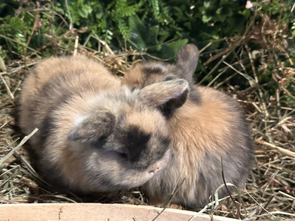 Mini Ariete Toy ( 2 arlecchino)