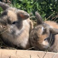 Mini Ariete Toy ( 2 arlecchino)