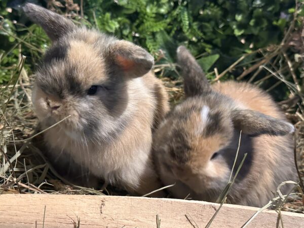 Mini Ariete Toy ( 2 arlecchino)