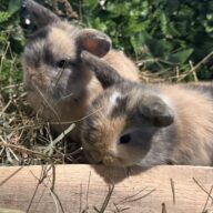 Mini Ariete Toy ( 2 arlecchino)