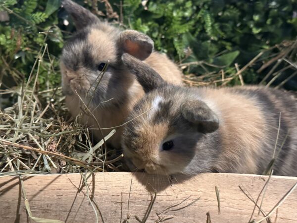 Mini Ariete Toy ( 2 arlecchino)