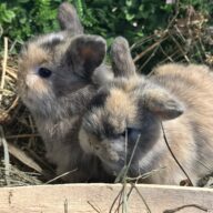 Mini Ariete Toy ( 2 arlecchino)