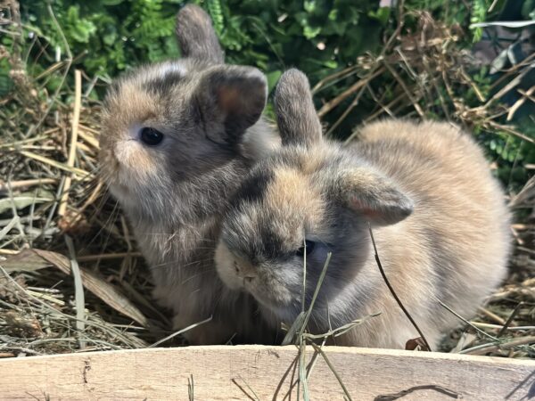 Mini Ariete Toy ( 2 arlecchino)