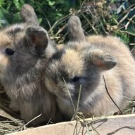 Mini Ariete Toy ( 2 arlecchino)