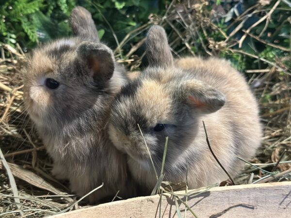 Mini Ariete Toy ( 2 arlecchino)