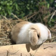 Mini Ariete Toy ( 2 arlecchino)