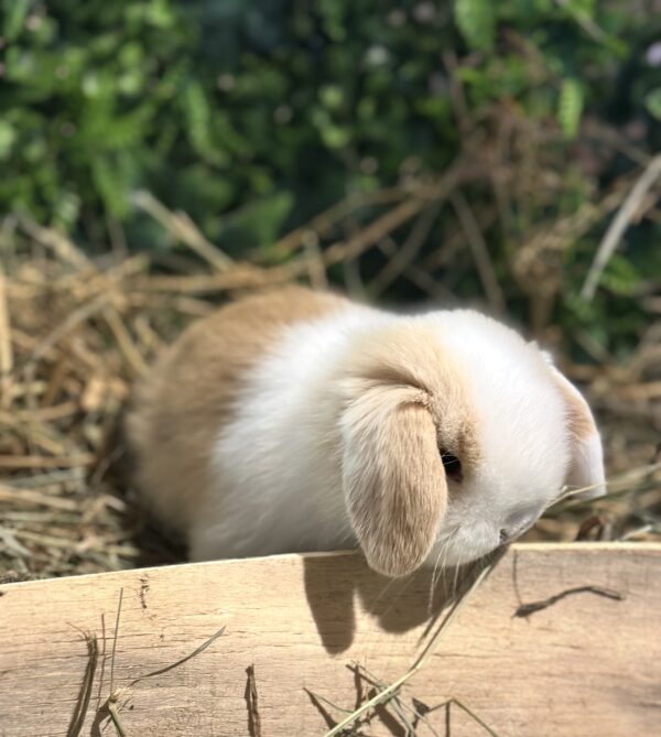 Mini Ariete Toy ( 2 arlecchino)