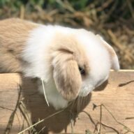 Mini Ariete Toy ( 2 arlecchino)