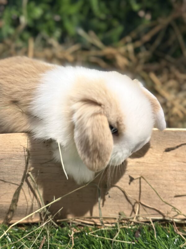 Mini Ariete Toy ( 2 arlecchino)