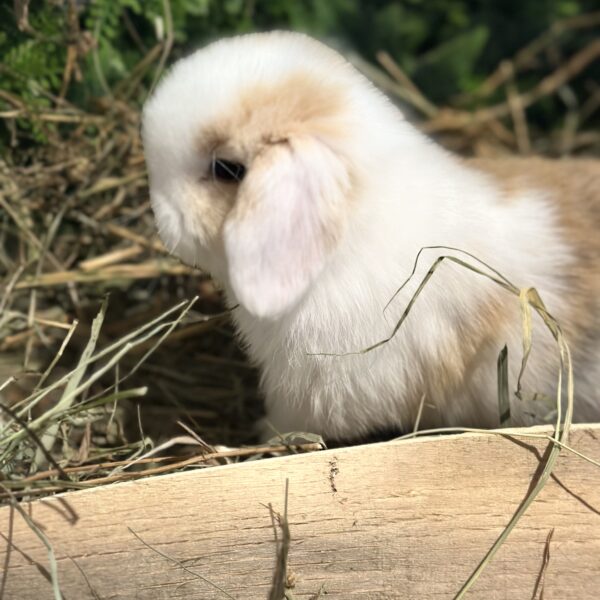 Mini Ariete Toy ( 2 arlecchino)