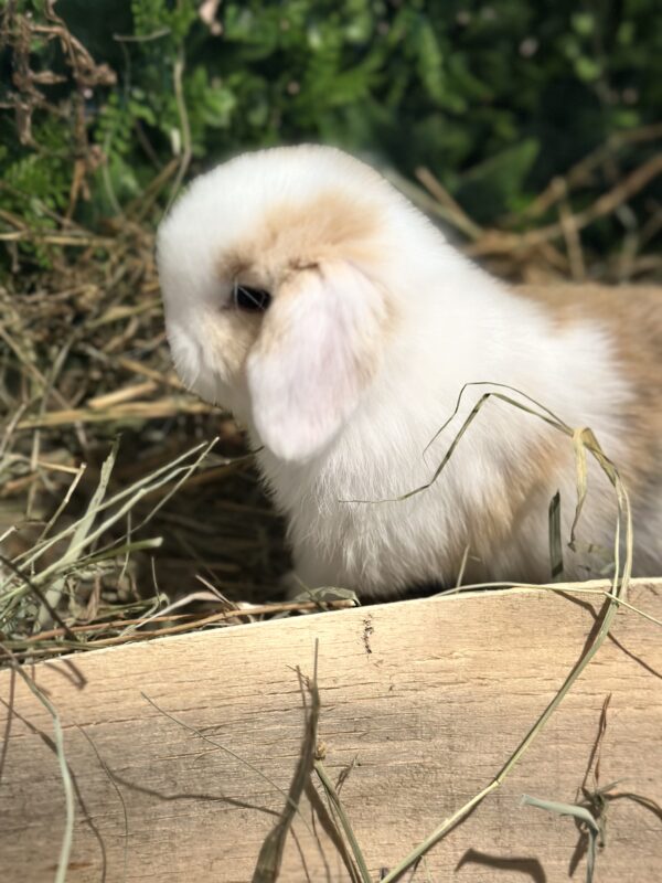 Mini Ariete Toy ( 2 arlecchino)