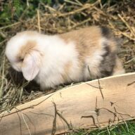 Mini Ariete Toy ( 2 arlecchino)