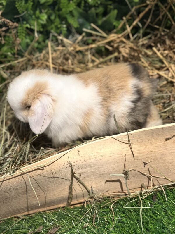 Mini Ariete Toy ( 2 arlecchino)