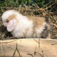 Mini Ariete Toy ( 2 arlecchino)