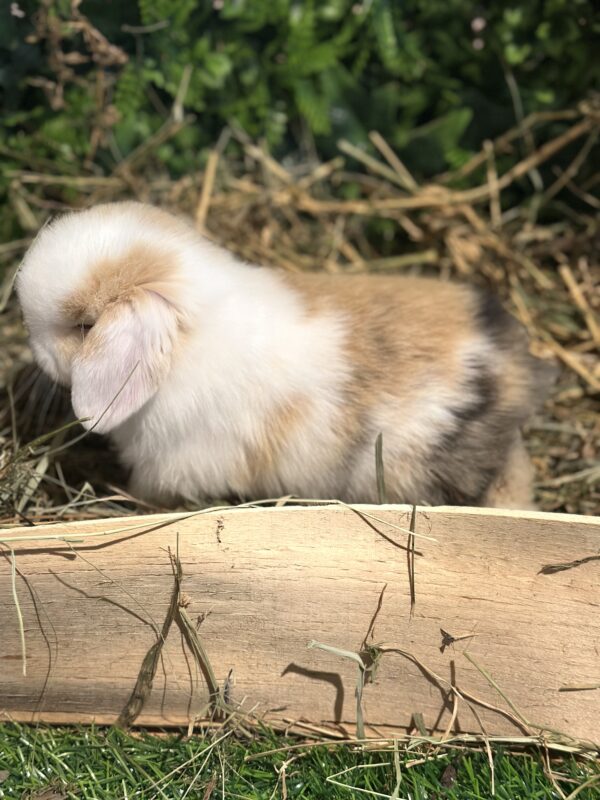 Mini Ariete Toy ( 2 arlecchino)