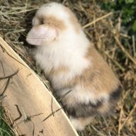 Mini Ariete Toy ( 2 arlecchino)