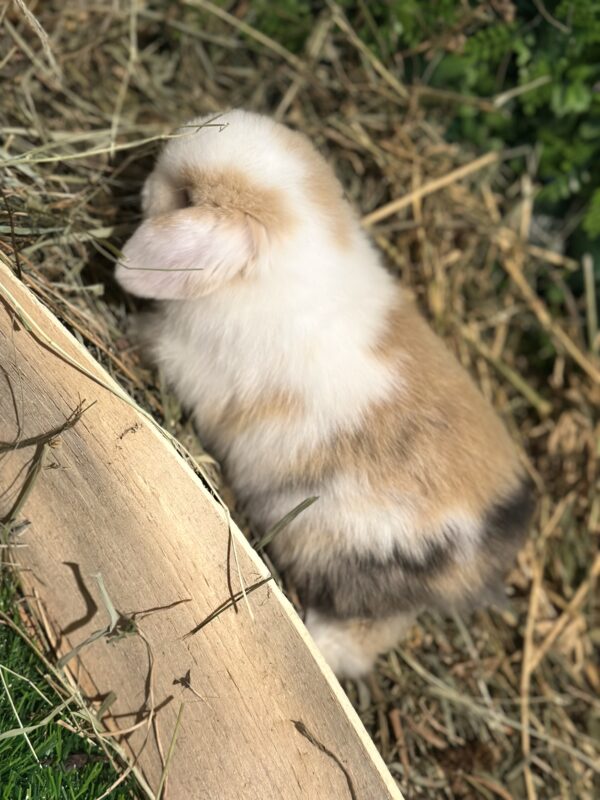 Mini Ariete Toy ( 2 arlecchino)